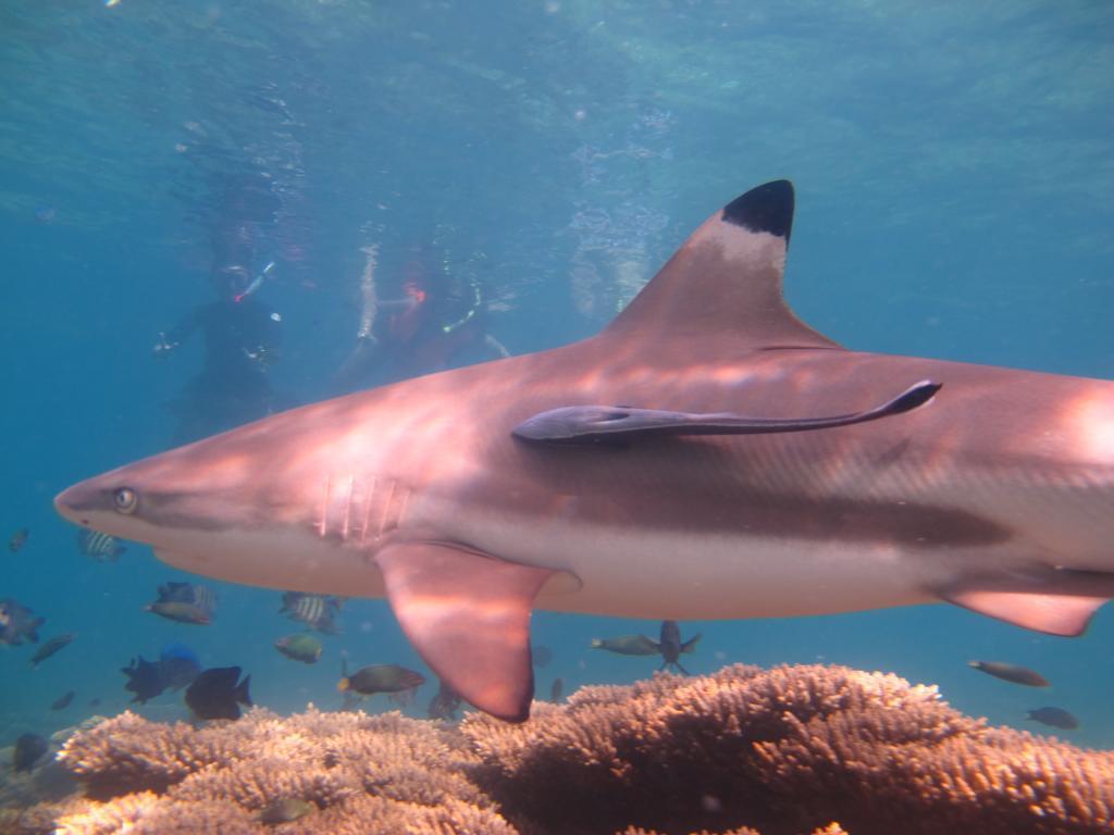 Ombak Dive Resort Perhentian Island Pulau Perhentian Kecil エクステリア 写真